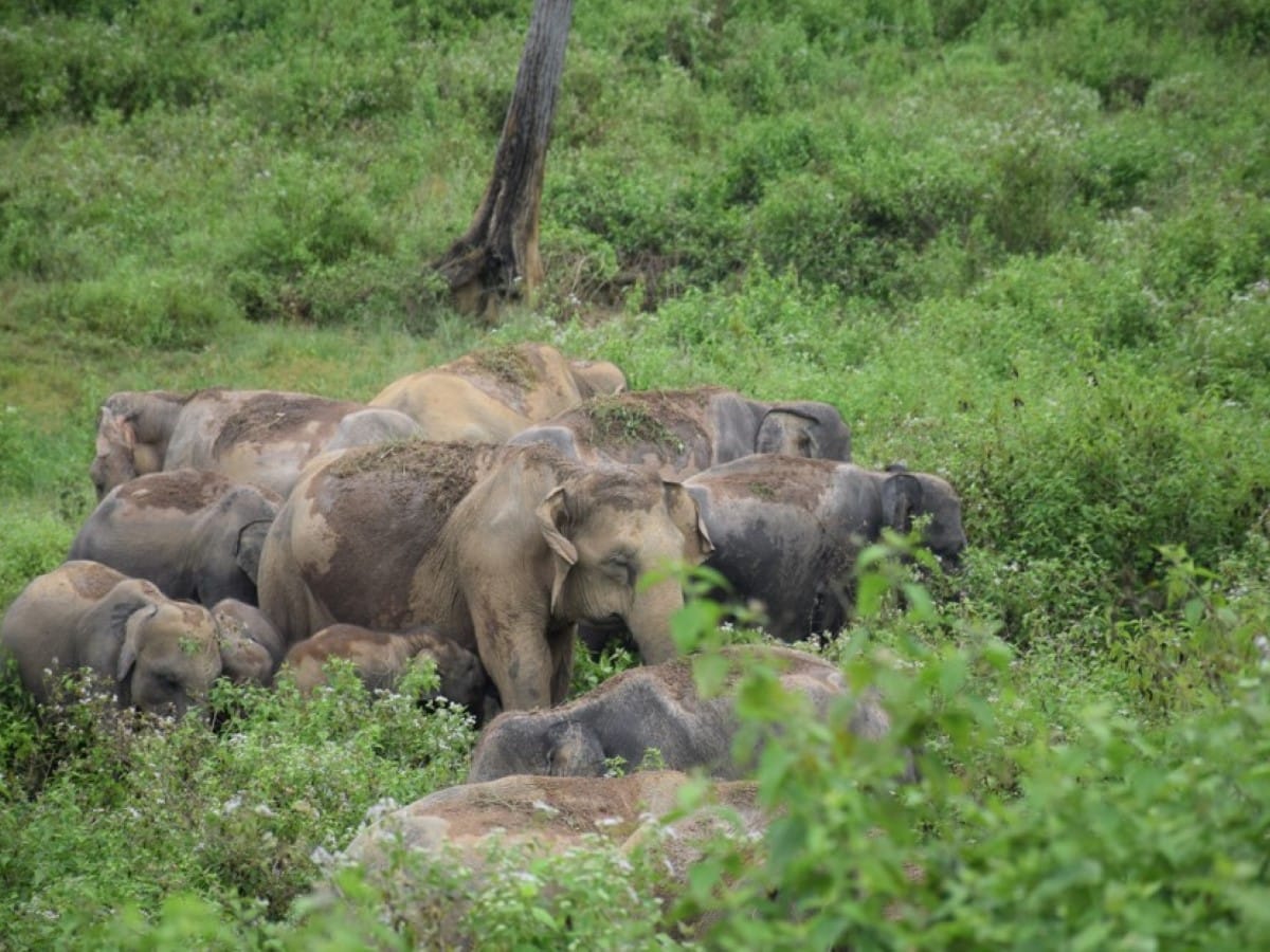 Elephants on a safari in Sri Lanka