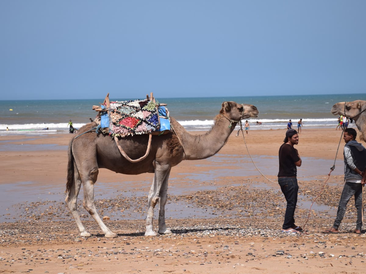 Camels in Essaouria