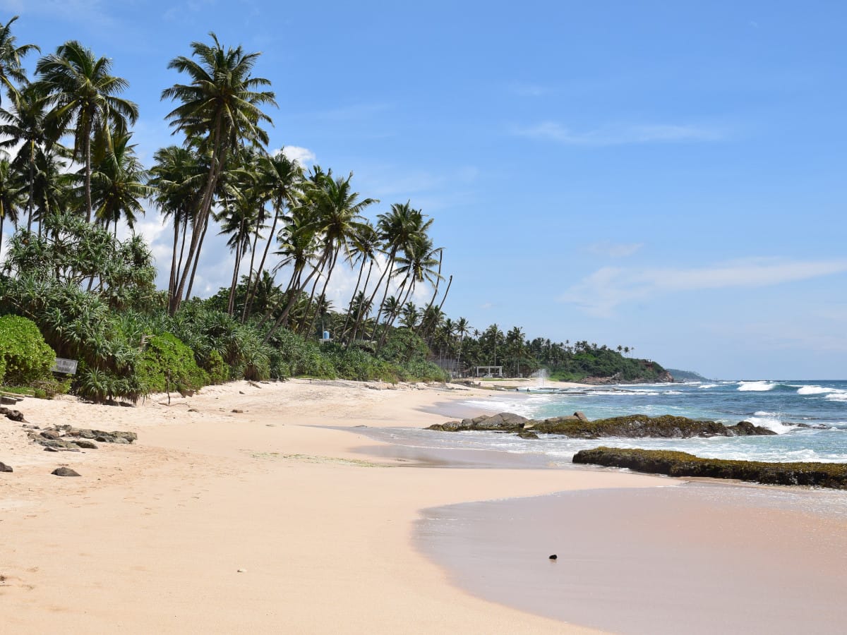 Palms on a beach in Sri Lanka
