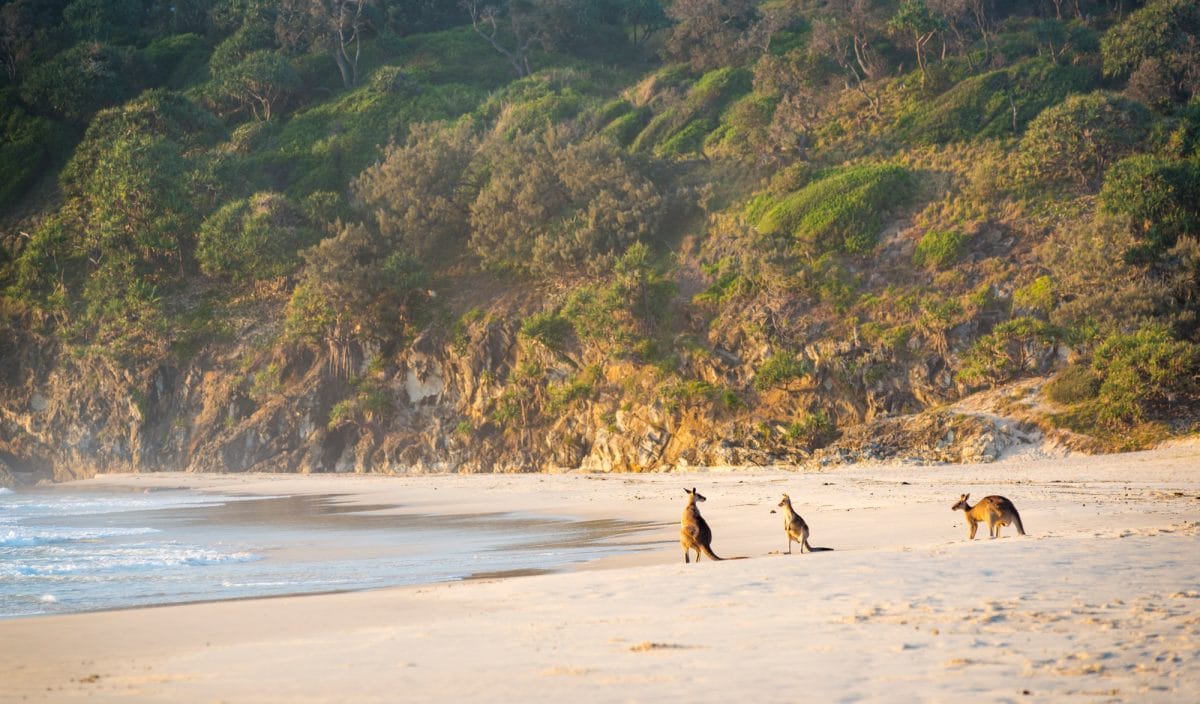 Kangaroos On Beach At Dawn