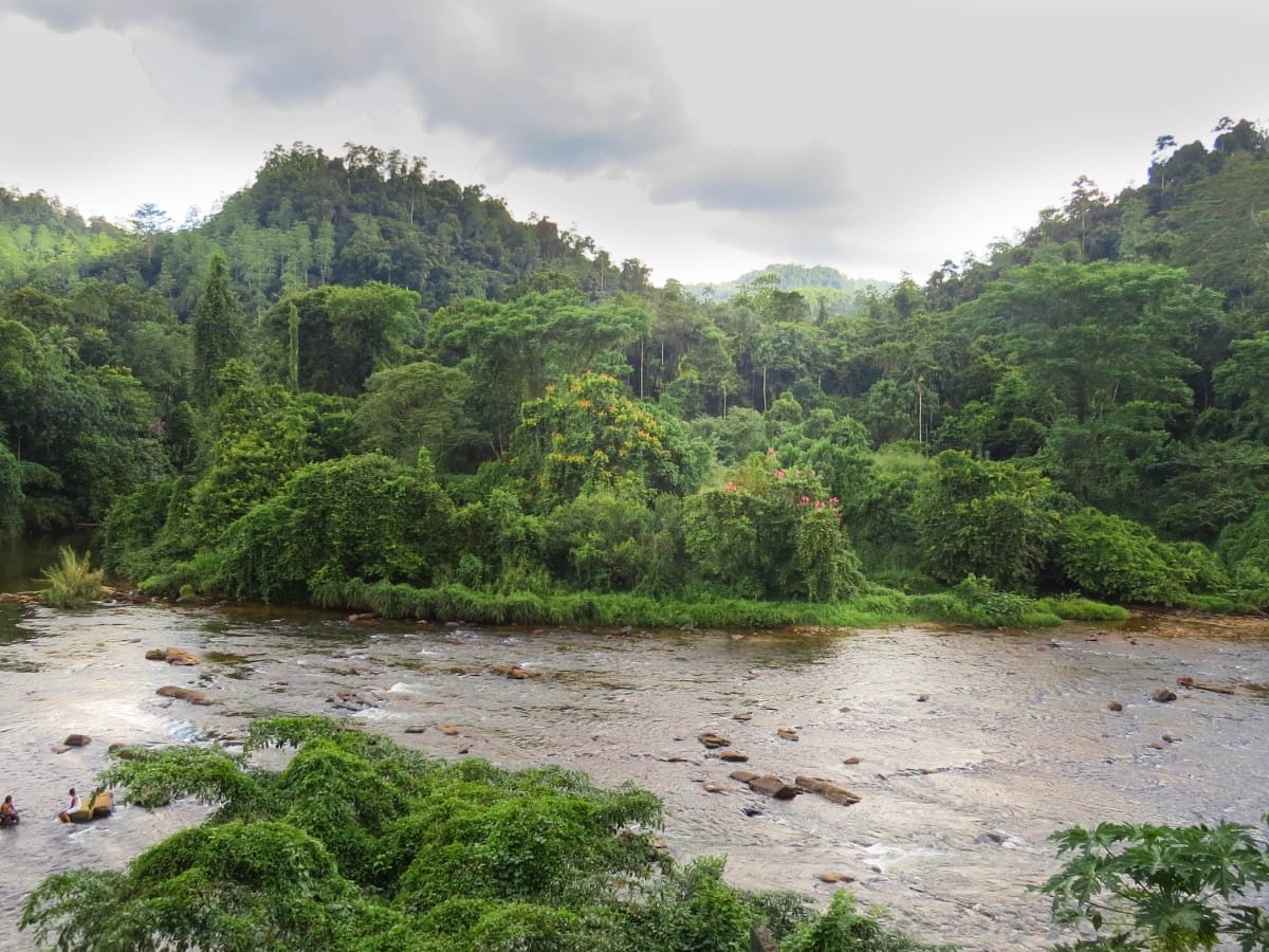Inland jungles in Sri Lanka